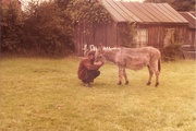 9th Aug 2022 - Field #4: Smallholding, with Donkey