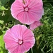 pink flower, green bug