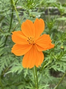 10th Aug 2022 - Cosmos 