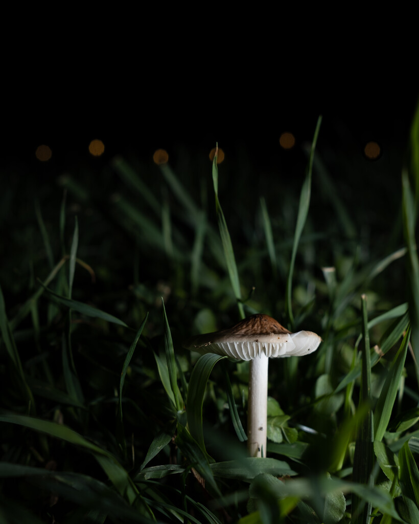 Midnight Mushroom by johnmaguire