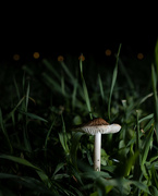 8th Aug 2022 - Midnight Mushroom