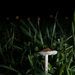 Midnight Mushroom by johnmaguire