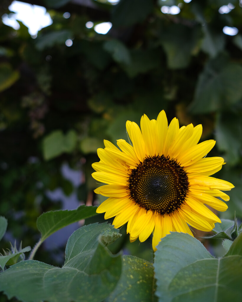 Sunflower Season by johnmaguire