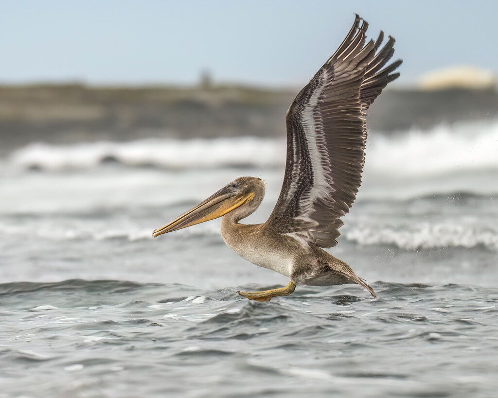 Young Brown Pelican by nicoleweg