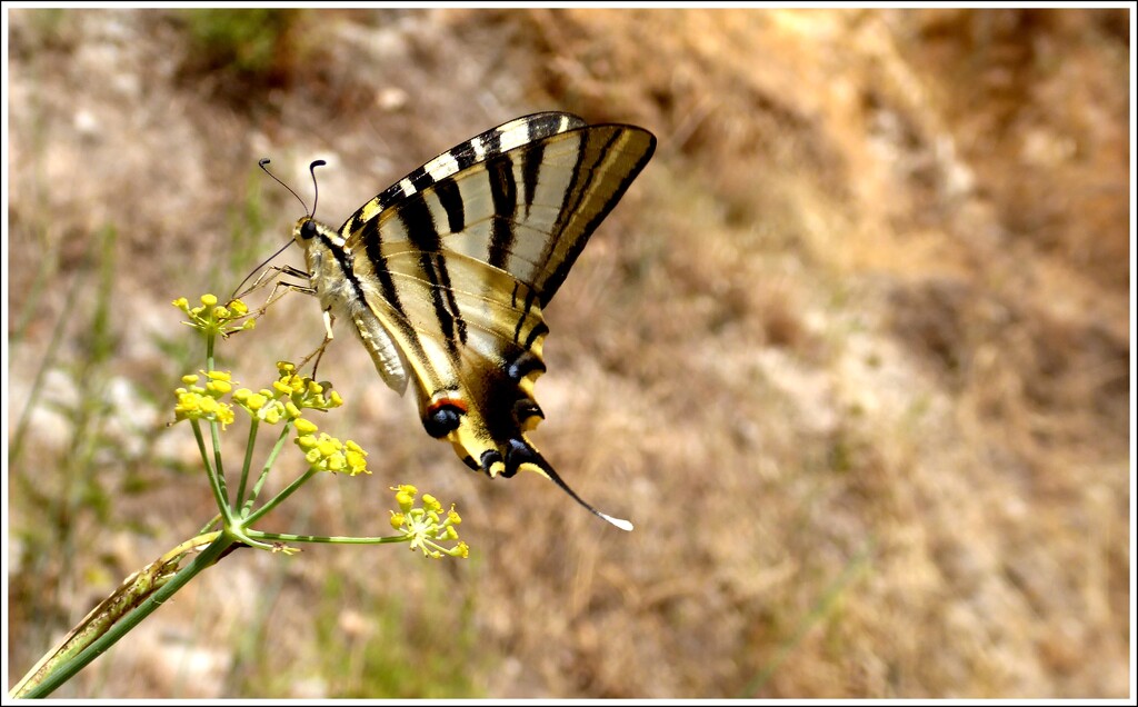 Scarce swallowtail by steveandkerry