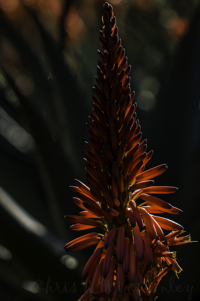 Candelabra Aloe by kipper1951