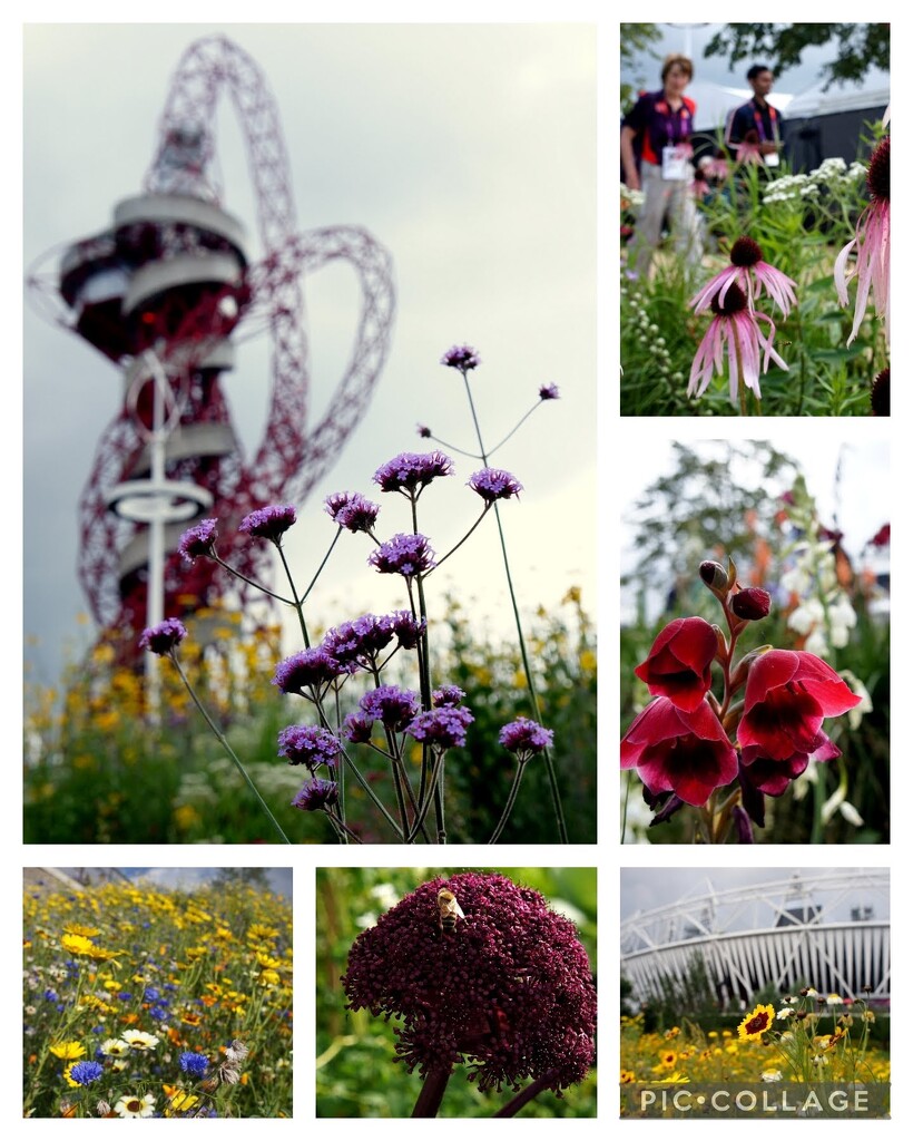 London 2012 - The flowers  by boxplayer