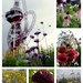 London 2012 - The flowers 