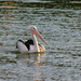 4.58 pm Pelican Paddling Along 
