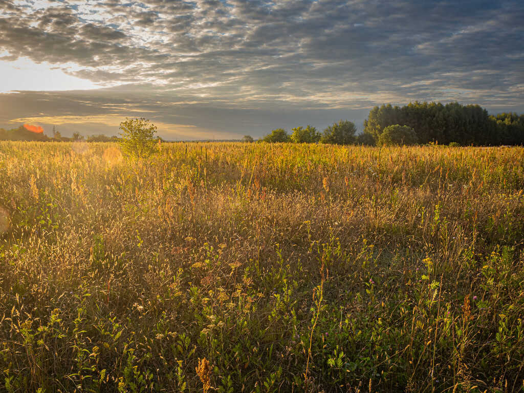A wild meadow in the last rays of the sun by haskar