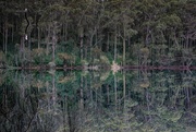31st Jul 2022 - Forest reflections