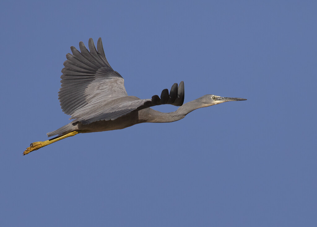 White faced Heron  by bugsy365