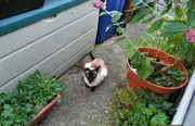 11th Aug 2022 - Sweet Siamese visitor.