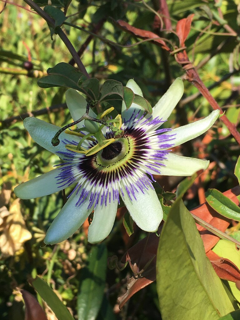 Passion fruit flower by 365anne