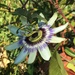 Passion fruit flower by 365anne