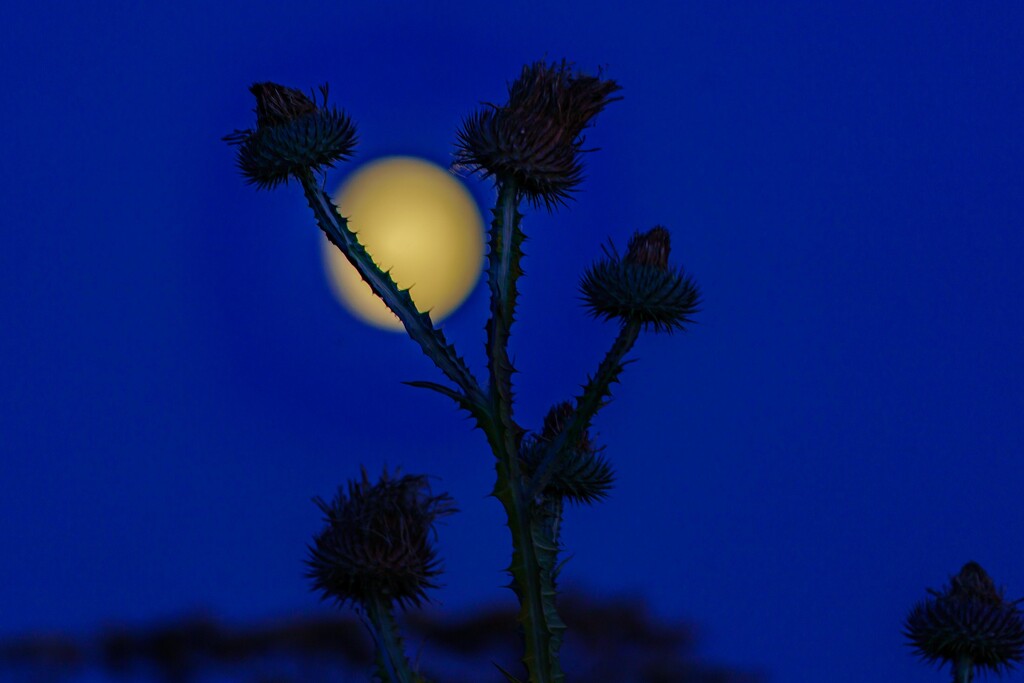 Moonrise. by padlock