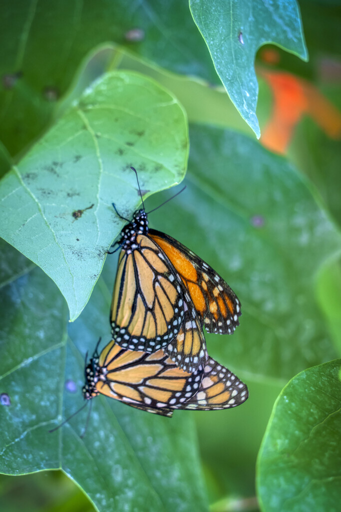 Monarch Mates by kvphoto