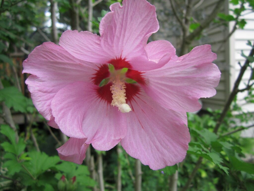 Pink hibiscus by bruni