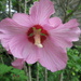 Pink hibiscus by bruni