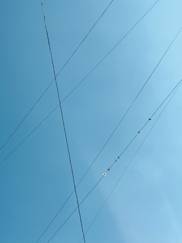 Birds on wires by daryavr