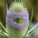Teasel by fishers