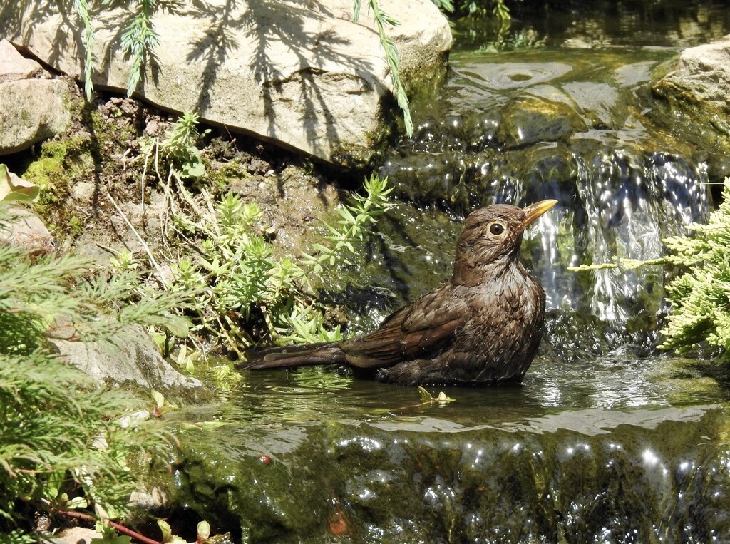 Blackbird Taking a Bath........ by susiemc