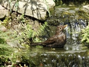 19th Jul 2022 - Blackbird Taking a Bath........