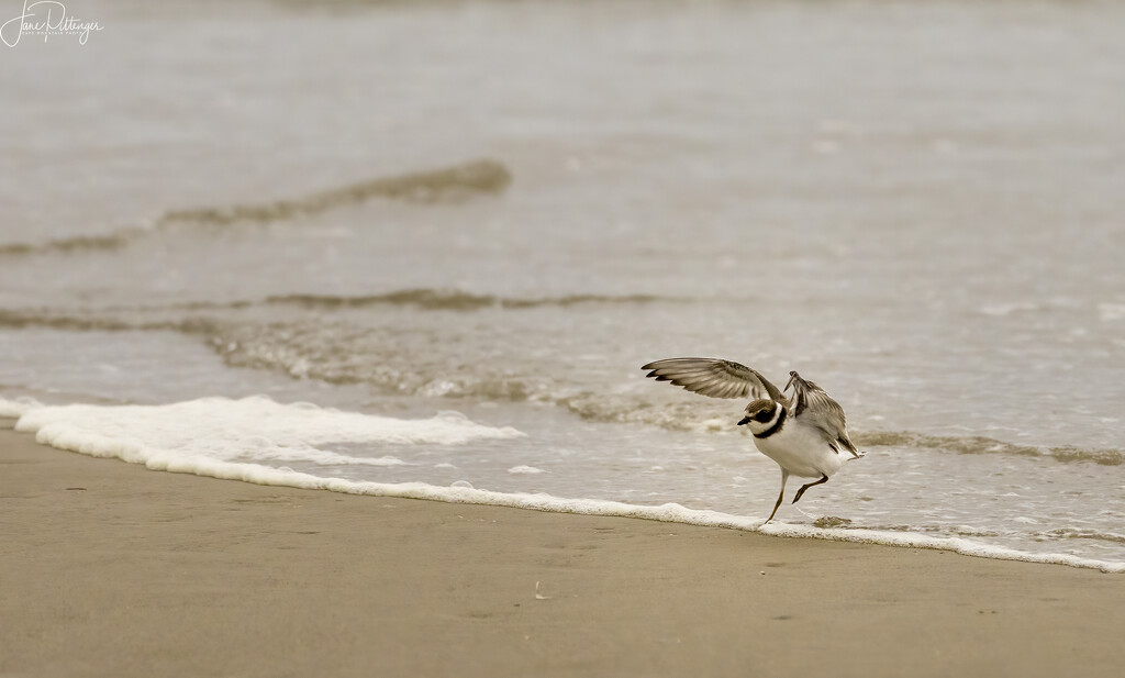 Snowy Plover Taking Off  by jgpittenger