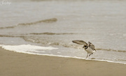 11th Aug 2022 - Snowy Plover Taking Off 