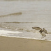 Snowy Plover Taking Off 