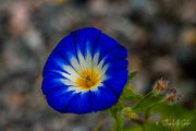 11th Aug 2022 - Blue flower