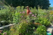 11th Aug 2022 - Sheila checking on the garden at our library