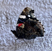11th Aug 2022 - Red admiral…