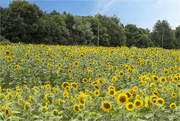 9th Aug 2022 - Sunflowers