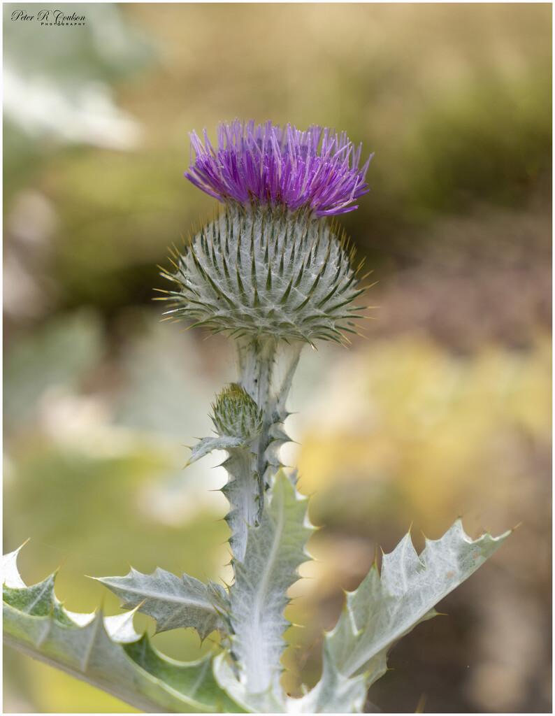 Wild Thistle by pcoulson