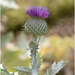 Wild Thistle by pcoulson