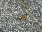 11th Aug 2022 - Butterfly in Back Lot 