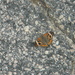 Butterfly in Back Lot  by sfeldphotos
