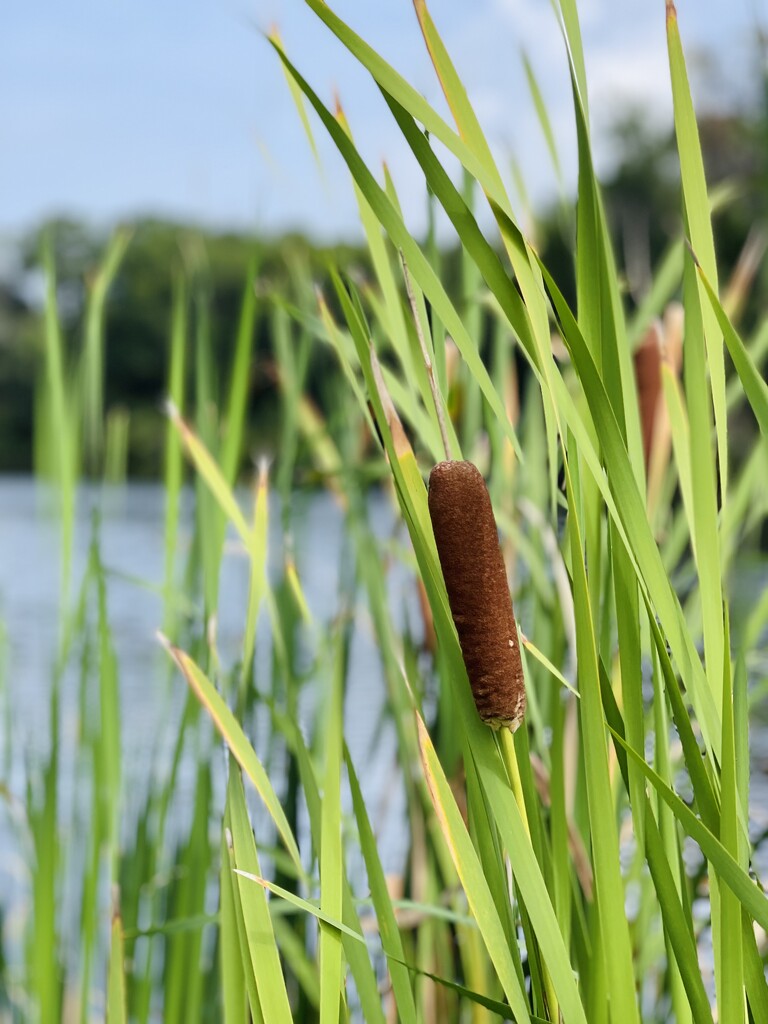 Cattails  by ctclady