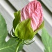 Hibiscus bud by amyk