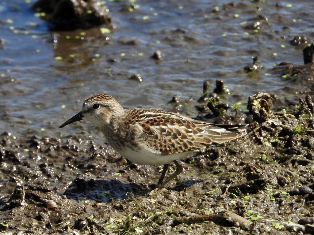 Least Sandpiper… by amyk