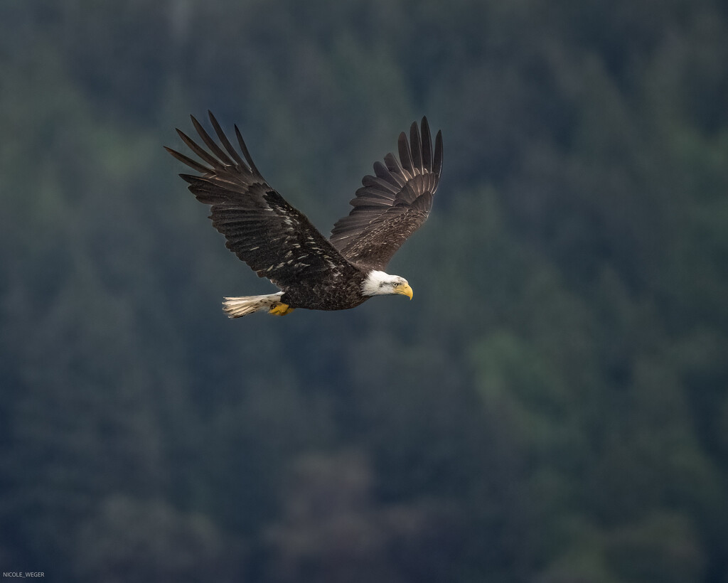Young Eagle flyby  by nicoleweg