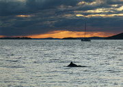 12th Aug 2022 - 5.05 pm Up Popped a Dolphin