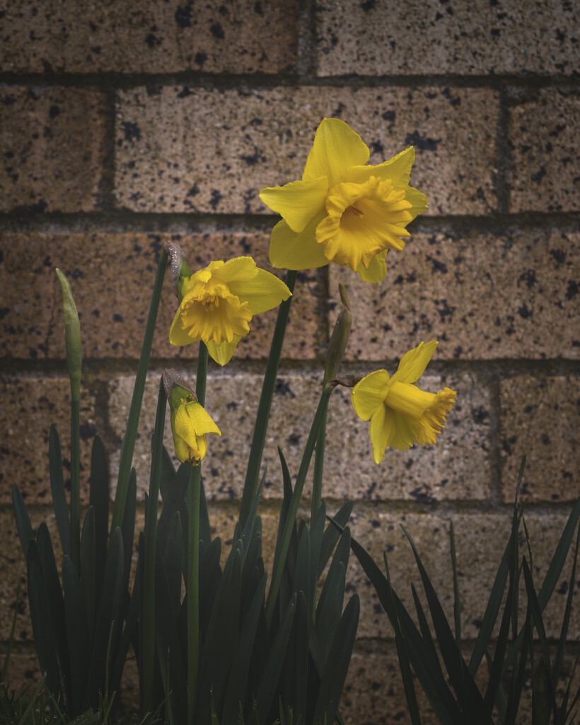 Daffodils by nickspicsnz