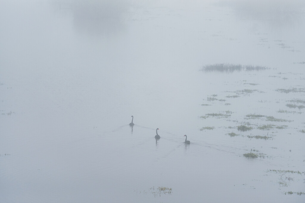 Swans in the Fog by nickspicsnz