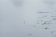7th Aug 2022 - Swans in the Fog