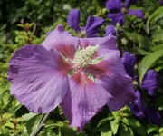 11th Aug 2022 - Hibiscus Flower