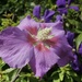 Hibiscus Flower by tonygig