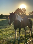 12th Aug 2022 - Horse at sunset