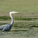 grey heron by cam365pix